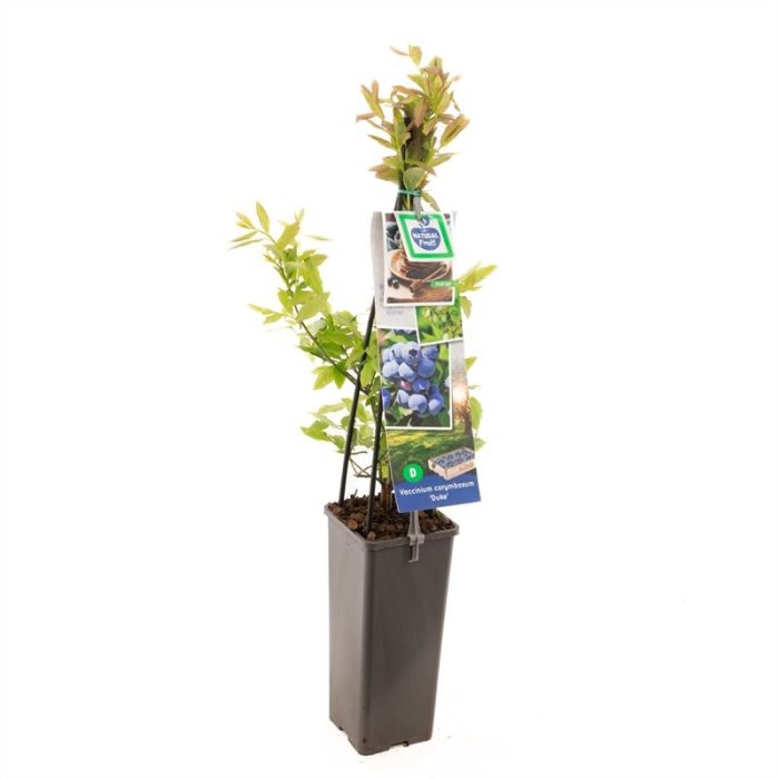 Vaccinium corymbosum Duke Blauwe bes (pluk juli), D 11