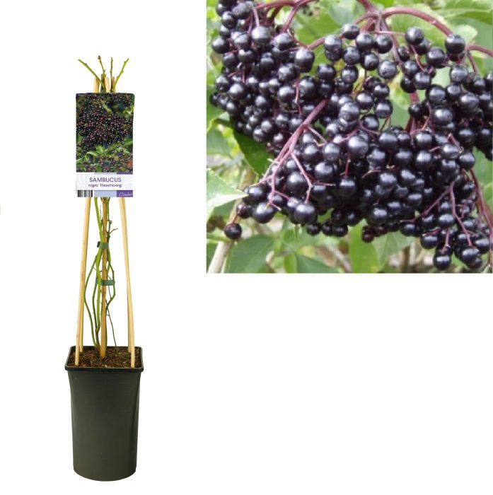 Sambucus nigra 'Haschberg' +light label, D 17