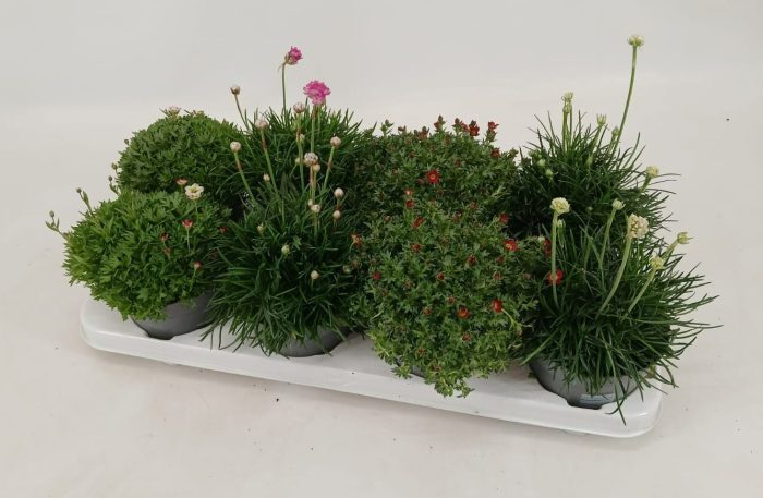 Vaste Planten mix 12 cm, D 12