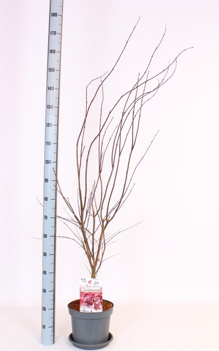 Atropurpureum, D 26