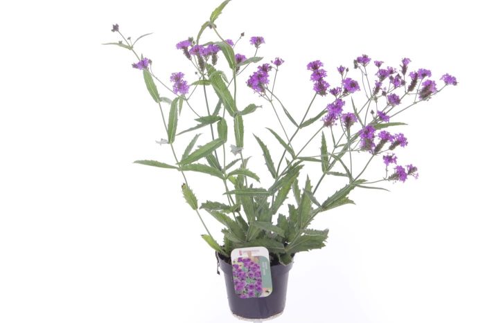 Verbena rigida Venosa, D 13