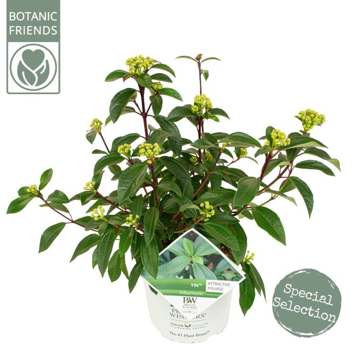 Viburnum davidii 'Yin', D 19