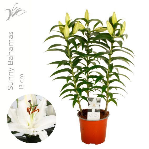 Lilium Sunny Bahamas 13 cm (or. lelie), D 13