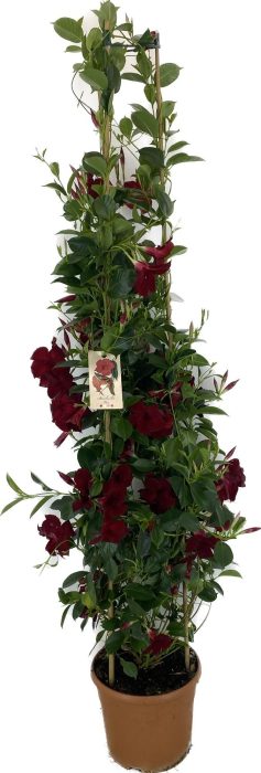 p31 Mandevilla Rio Grande Red 180 cm, D 31