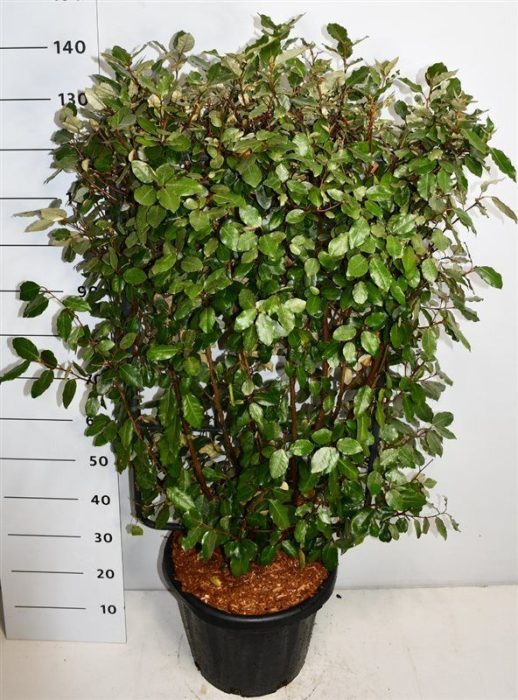 Elaeagnus ebb. 'Compacta', D 38