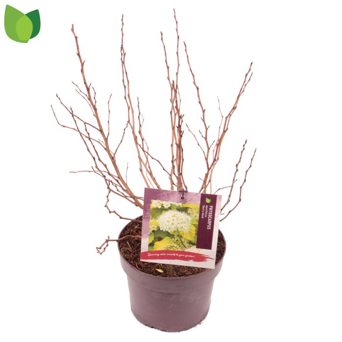 Physocarpus opulifolius 'Dart's Gold' C3/P19, D 19
