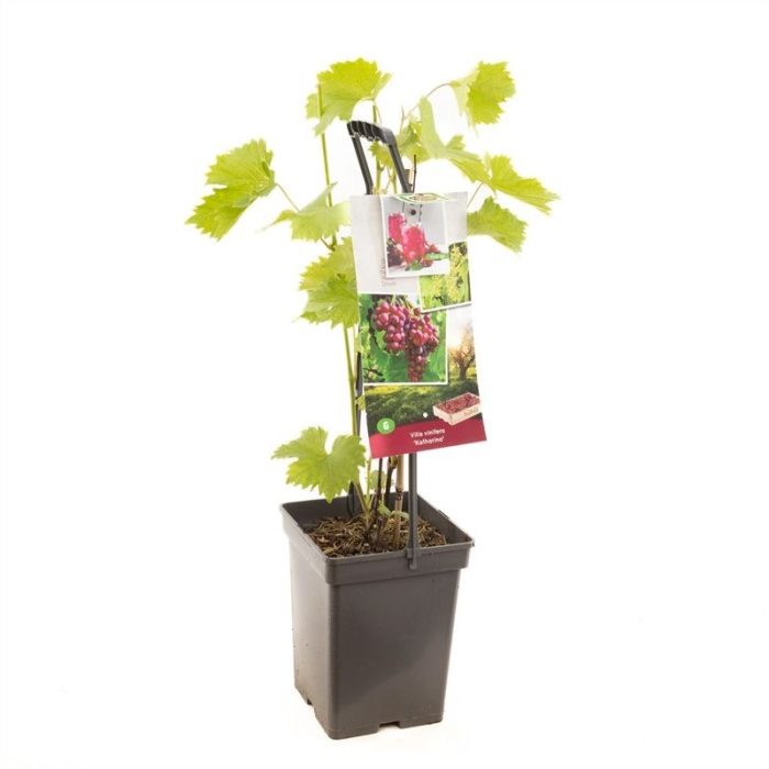 Vitis vin. Katharina - draagbeugel Roze druif, D 18