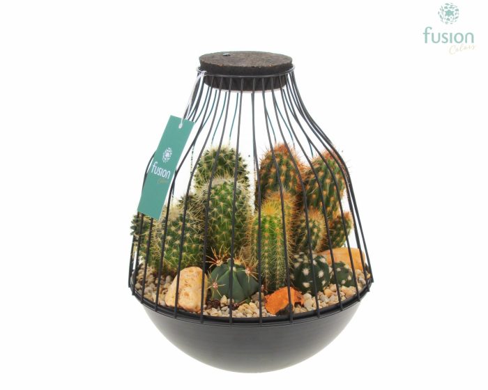Vogelkooi metaal zwart Large LED met Cactussen, D 21