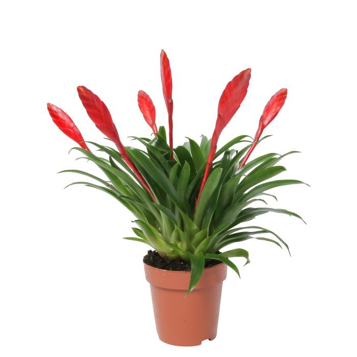 Vriesea Multiflower Conchita Rood (Met Hoes), D 12