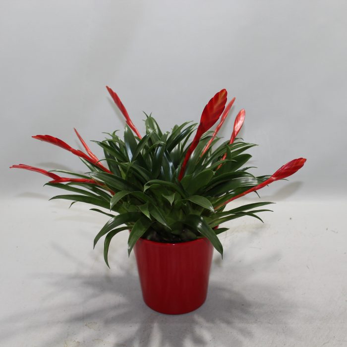 Vriesea Multiflower Conchita Rood Coco, D 13