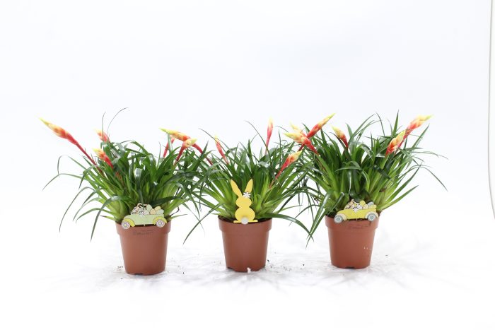 Vriesea Multiflower Shannon Bijsteker Pasen (Met Hoes), D 12