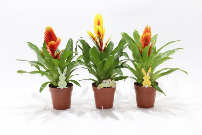 Vriesea Spring/Easter bijsteker Pasen (Met Hoes), D 12