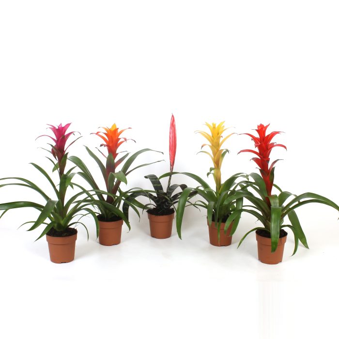 Bromelia Original mix, D 12