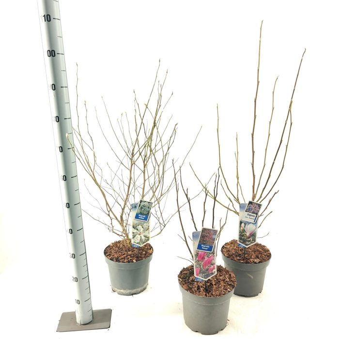 Magnolia mix (minimum order one layer), D 23