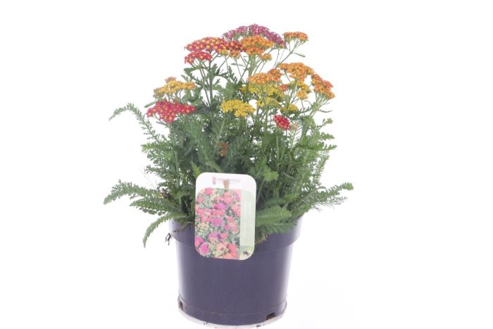 Achillea millefolium Milly Rock Mixmasters Dance, D 17