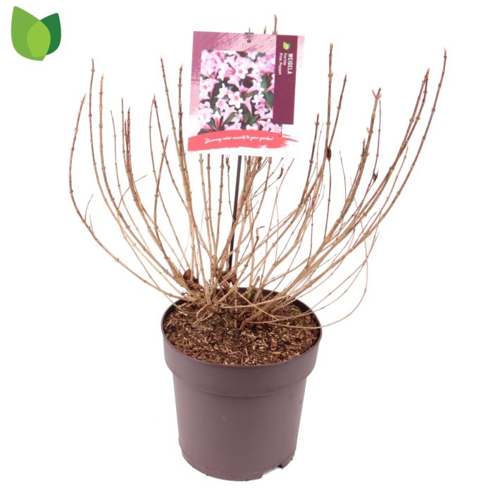 Weigela florida Pink Poppet C10/P29, D 29