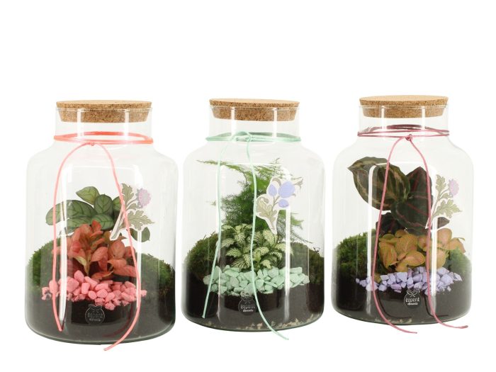 21945: Contradiction terrarium, D 17