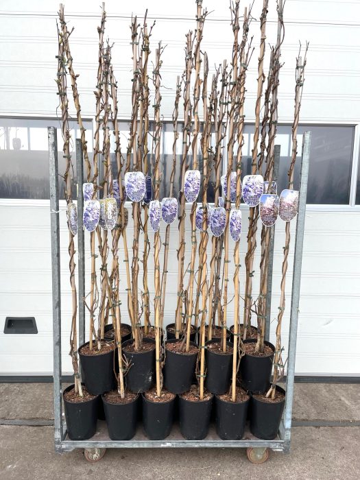Wisteria br. 'Okayama', D 23