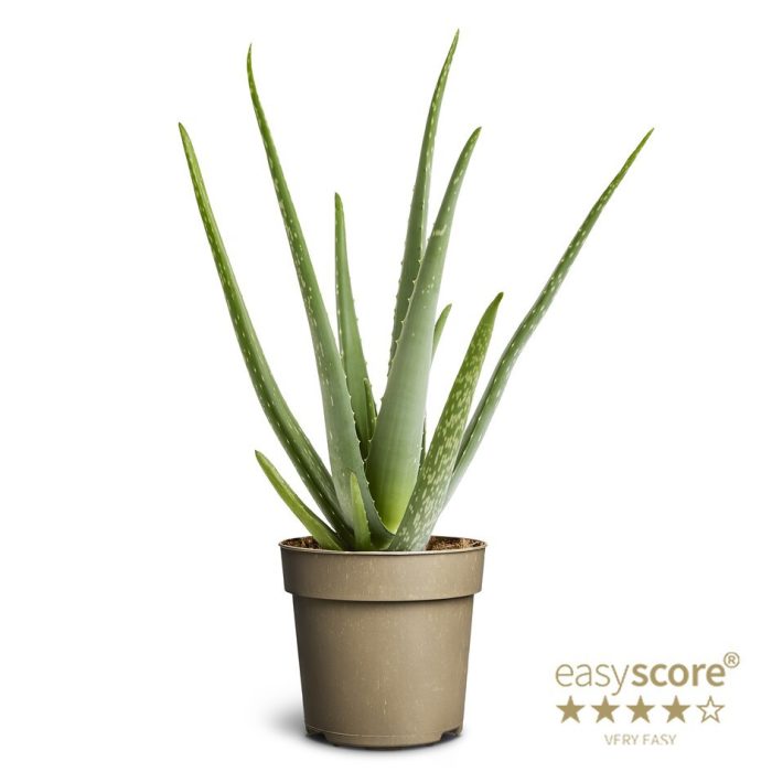 Aloe vera, D 14