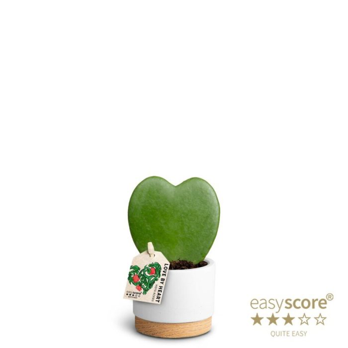 Woodbase White, Hoya kerrii, Single, D 7