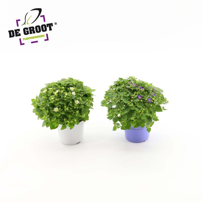 Exacum affine mix, D 12