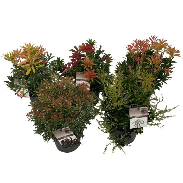 Pieris japonica mix P19, D 19
