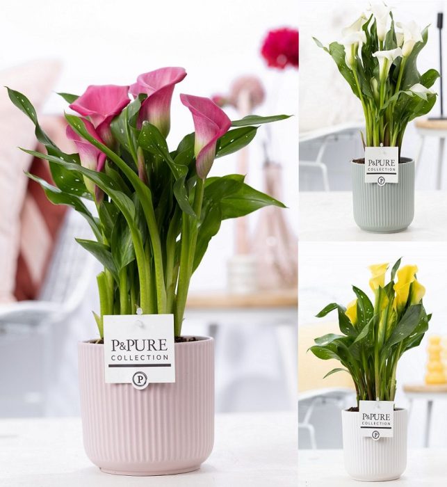 Zantedeschia mix in P&PURE Sophie ceramics ass. 3, D 12