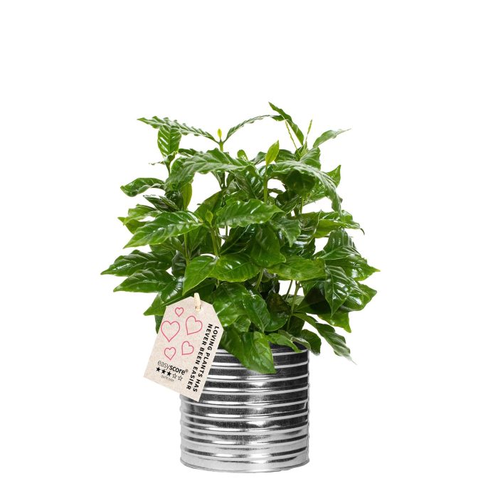 Zink Can, Coffea arabica, D 12